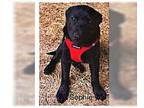 Labrador Retriever DOG FOR ADOPTION RGADN-1339240 - Sophia - Texas - Labrador