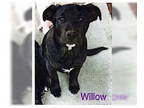 Labrador Retriever Mix DOG FOR ADOPTION RGADN-1339243 - Willow - Texas -