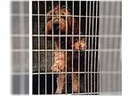 Poodle (Miniature) DOG FOR ADOPTION RGADN-1339245 - Winston - Poodle (Miniature)