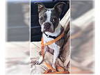 Boston Terrier DOG FOR ADOPTION RGADN-1339246 - Milo - Boston Terrier Dog For