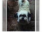 Shih Tzu DOG FOR ADOPTION RGADN-1339254 - Charlie - Texas - Shih Tzu Dog For