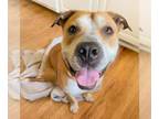 American Pit Bull Terrier DOG FOR ADOPTION RGADN-1339259 - *KIYOJIN - Pit Bull