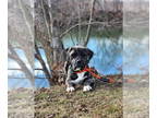 Mastiff Mix DOG FOR ADOPTION RGADN-1339261 - Zay - Mastiff / Mixed (short coat)