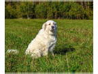 Great Pyrenees DOG FOR ADOPTION RGADN-1339262 - Cloudia (2) in NH - Great