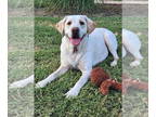 Labrador Retriever DOG FOR ADOPTION RGADN-1339268 - Tanya - Labrador Retriever