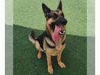 German Shepherd Dog DOG FOR ADOPTION RGADN-1339272 - Luna - German Shepherd Dog