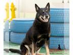 German Shepherd Dog Mix DOG FOR ADOPTION RGADN-1339274 - POLLY - German Shepherd