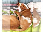 Labrador Retriever Mix DOG FOR ADOPTION RGADN-1339276 - Daniel (ng) - Labrador