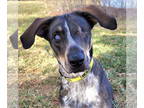 Pointer Mix DOG FOR ADOPTION RGADN-1339284 - Molly D5925 - ADOPTION BEING