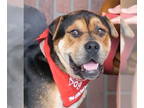 Chinese Shar-Pei-Mastiff Mix DOG FOR ADOPTION RGADN-1339285 - Sir Oliver - Adopt