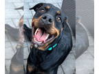 Rottweiler DOG FOR ADOPTION RGADN-1339290 - Nelly - Rottweiler Dog For Adoption