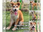 Shiba Inu Mix DOG FOR ADOPTION RGADN-1339295 - Woody from Korea - Shiba Inu /