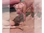 Dogue de Bordeaux Mix DOG FOR ADOPTION RGADN-1339297 - TITO - Dogue de Bordeaux