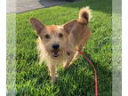 Irish Terrier DOG FOR ADOPTION RGADN-1339300 - Leo - Irish Terrier (medium coat)