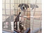 Boxer Mix DOG FOR ADOPTION RGADN-1339301 - Liam - Terrier / Boxer / Mixed (short