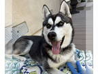 Mix DOG FOR ADOPTION RGADN-1339302 - Hailey *Courtesy Post* - Husky (medium