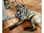 Huskies -Neapolitan Mastiff Mix DOG FOR ADOPTION RGADN-1339307 - Blake - Husky /