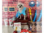 Shih Tzu Mix DOG FOR ADOPTION RGADN-1339309 - Linguini - Yorkshire Terrier