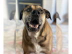 Black Mouth Cur-Great Dane Mix DOG FOR ADOPTION RGADN-1339323 - Miss Lady -