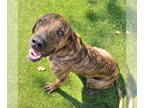 Plott Hound Mix DOG FOR ADOPTION RGADN-1339326 - Tike - Plott Hound / Mixed