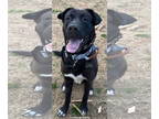 Labrador Retriever Mix DOG FOR ADOPTION RGADN-1339330 - COLE - BIGLab/Hound/Shep