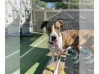 Plott Hound-Pointer Mix DOG FOR ADOPTION RGADN-1339331 - Mango - Plott Hound /