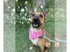 German Shepherd Dog Mix DOG FOR ADOPTION RGADN-1339332 - Jambalaya - German