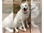Huskies -white german shepherd Mix DOG FOR ADOPTION RGADN-1339333 - Stormy -