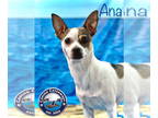 Rat Terrier Mix DOG FOR ADOPTION RGADN-1339334 - Ana - Rat Terrier / Mixed