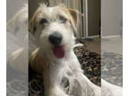 Labrador Retriever Mix DOG FOR ADOPTION RGADN-1339342 - TULIP - Labrador