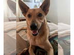 Shiba Inu Mix DOG FOR ADOPTION RGADN-1339343 - Glinda - Shepherd / Shiba Inu /