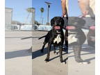 Boxador DOG FOR ADOPTION RGADN-1339351 - Maleah - Boxer / Labrador Retriever /