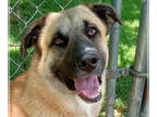 Anatolian Shepherd Mix DOG FOR ADOPTION RGADN-1339352 - Rover - Anatolian