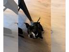 American Pit Bull Terrier Mix DOG FOR ADOPTION RGADN-1339353 - Shannon - Pit