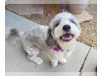 Petit Basset Griffon Vendeen-Shih Tzu Mix DOG FOR ADOPTION RGADN-1339355 - Lexi