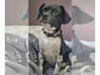 Beagle Mix DOG FOR ADOPTION RGADN-1339357 - Maleficent - Beagle / Mixed (short