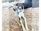 Australian Shepherd-Great Pyrenees Mix DOG FOR ADOPTION RGADN-1339359 - Ruth -