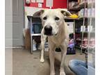 Labrador Retriever Mix DOG FOR ADOPTION RGADN-1339367 - Frosty - Labrador