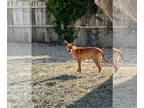 Pembroke Welsh Corgi Mix DOG FOR ADOPTION RGADN-1339384 - Sadie - Corgi /