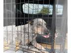 Basset Hound DOG FOR ADOPTION RGADN-1339387 - Daisy - Basset Hound (short coat)