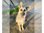 German Shepherd Dog DOG FOR ADOPTION RGADN-1339395 - Milo - German Shepherd Dog