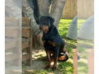 Rottweiler DOG FOR ADOPTION RGADN-1339396 - Gus - Rottweiler (short coat) Dog