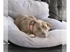 American Pit Bull Terrier Mix DOG FOR ADOPTION RGADN-1339405 - COURTESY POST: Zo