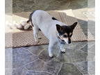 Rat Terrier Mix DOG FOR ADOPTION RGADN-1339408 - Lucy Lu (AZ) - Rat Terrier /
