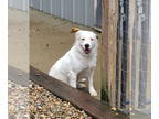 Labrador Retriever-Saint Bernard Mix DOG FOR ADOPTION RGADN-1339411 - Nova -