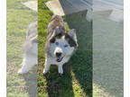 Mix DOG FOR ADOPTION RGADN-1339429 - Mac - Husky (long coat) Dog For Adoption