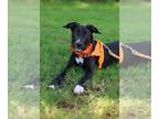 Retriever Mix DOG FOR ADOPTION RGADN-1339430 - Shandy - Retriever / Mixed Dog
