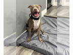 American Pit Bull Terrier DOG FOR ADOPTION RGADN-1339432 - Carl - American Pit