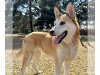 Siberian Husky DOG FOR ADOPTION RGADN-1339436 - Pippi - Siberian Husky (medium