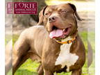 American Staffordshire Terrier Mix DOG FOR ADOPTION RGADN-1339438 - Frida -
